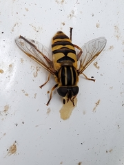 Helophilus fasciatus