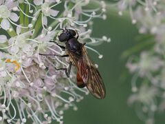 Spazigaster ambulans