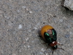 Gastrophysa polygoni
