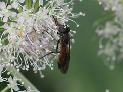 Spazigaster ambulans