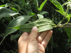 Elaphandra quinquenervis