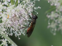 Spazigaster ambulans