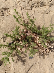 Salsola kali