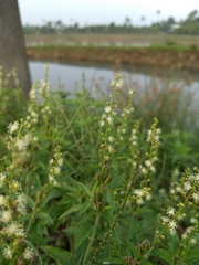 Croton bonplandianus