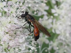 Spazigaster ambulans