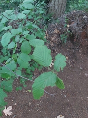 Betulaceae