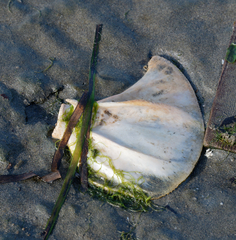 Vertebrata