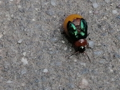 Gastrophysa polygoni