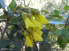 Sophora macrocarpa