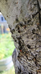 Ichneumonoidea