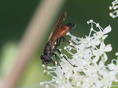 Spazigaster ambulans