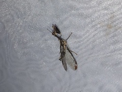 Dicromantispa interrupta