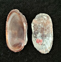 Barbatia domingensis