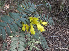 Sophora macrocarpa