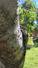 Ichneumonoidea