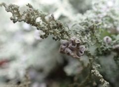 Stereocaulon corticatulum