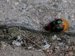 Gastrophysa polygoni