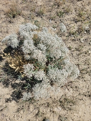 Eriogonum microtheca
