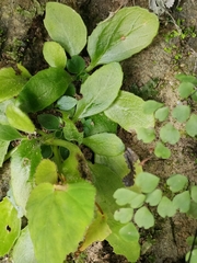 Primulina fimbrisepala