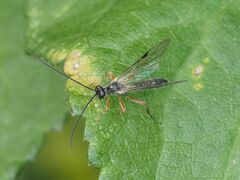 Ichneumonoidea