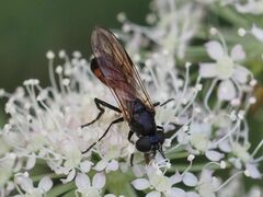 Spazigaster ambulans