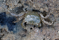 Hemigrapsus oregonensis
