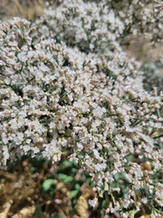 Eriogonum microtheca