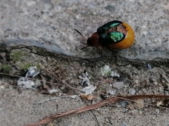 Gastrophysa polygoni