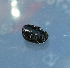 Chrysolina aurichalcea