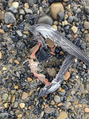 Charadriiformes