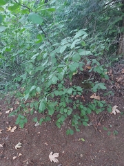 Betulaceae