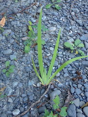 Iridaceae