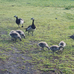 Branta leucopsis