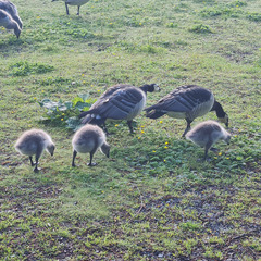 Branta leucopsis