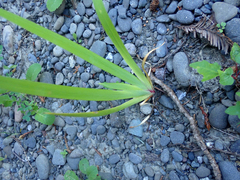 Iridaceae