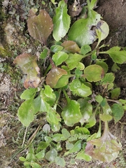 Primulina fimbrisepala