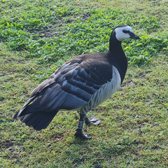 Branta leucopsis