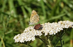 Lycaena tityrus