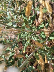Eriogonum microtheca