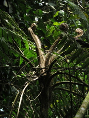 Cyatheaceae