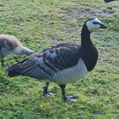 Branta leucopsis