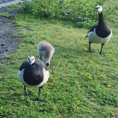 Branta leucopsis