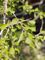Condalia hookeri