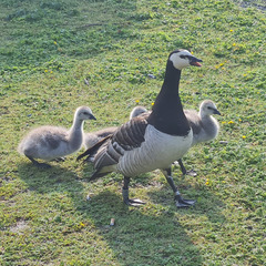 Branta leucopsis