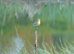 Motacilla citreola