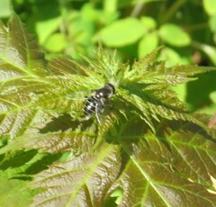 Eristalis dimidiata