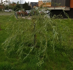 Salix × sepulcralis