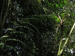 Cyatheaceae