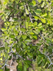 Condalia hookeri