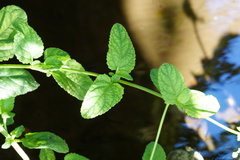 Scrophularia